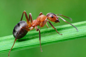 Jakie mrówki wyglądają jak ich rola w przyrodzie Jakie mrówki wyglądają jak ich rola w przyrodzie